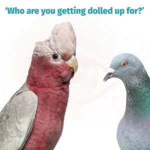 Galah and pigeon ‘Who are you getting dolled up for?’