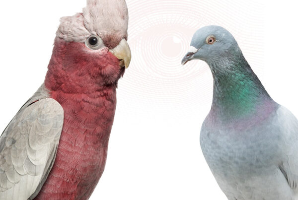 A galah and pigeon with an etched eye illustration behind them
